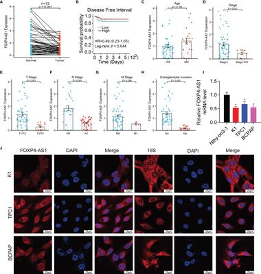 FOXP4-AS1 Inhibits Papillary Thyroid Carcinoma Proliferation and Migration Through the AKT Signaling Pathway